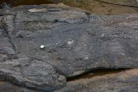 Megacristal de microclina em paleossoma do migmatito utilizado como indicador cinemático do tipo sigma. Lupa como escala.