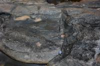 Megacristais de microclina em paleossoma do migmatito. Lupa como escala.