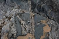 Dique granítico de espessura centimétrica cortando melanossoma de textura migmatítica. Lupa como escala.