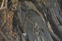 Dobra em bandamento félsico de um xenólito de anfibolito. Lupa como escala.