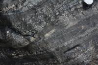 Dobra em bandamento félsico de um xenólito de anfibolito. Lupa como escala.