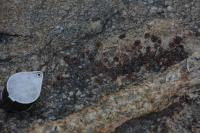 Granadas subédricas próximas a aplito de composição granítica. Lupa como escala.