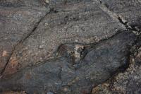 Porfiroblasto de granada utilizado como indicador cinemático do tipo delta. Lupa como escala.