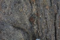 Porfiroblasto de granada usado como indicador cinemático do tipo delta. Lupa como escala.