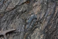 Xenólito de anfibolito deformado em reologia dúctil. Martelo orientado para Norte.