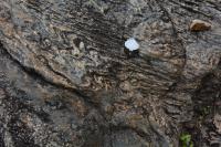 Dobras recumbentes em bandamento félsico de migmatito. Lupa como escala.