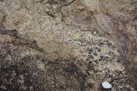 Grãos de turmalina (variação schorlita) e feldspato (plagioclásio) em bandamento formado a partir de anatexia em migmatito. Lupa como escala.