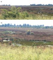 Fig. 3 - a) Vista panorâmica da área da nascente do rio Uberaba; b) detalhe mostrando uma área alagada com solos hidromórficos.